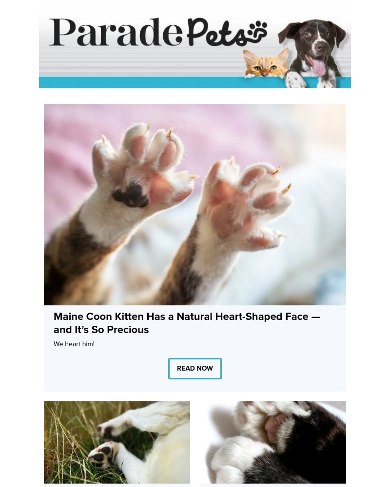 Screenshot of email with subject /media/emails/maine-coon-kitten-has-a-natural-heart-shaped-face-and-its-so-precious-34f40e-crop_HRD7QQf.jpg