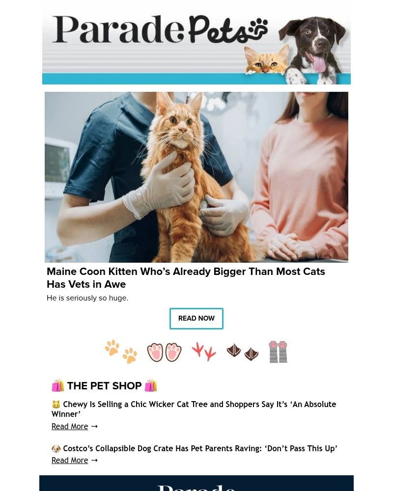 Screenshot of email with subject /media/emails/maine-coon-kitten-whos-already-bigger-than-most-cats-has-vets-in-awe-9b6060-cropp_HhHvMpE.jpg