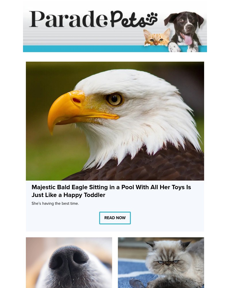 Screenshot of email with subject /media/emails/majestic-bald-eagle-sitting-in-a-pool-with-all-her-toys-is-just-like-a-happy-todd_KU6G7Ig.jpg