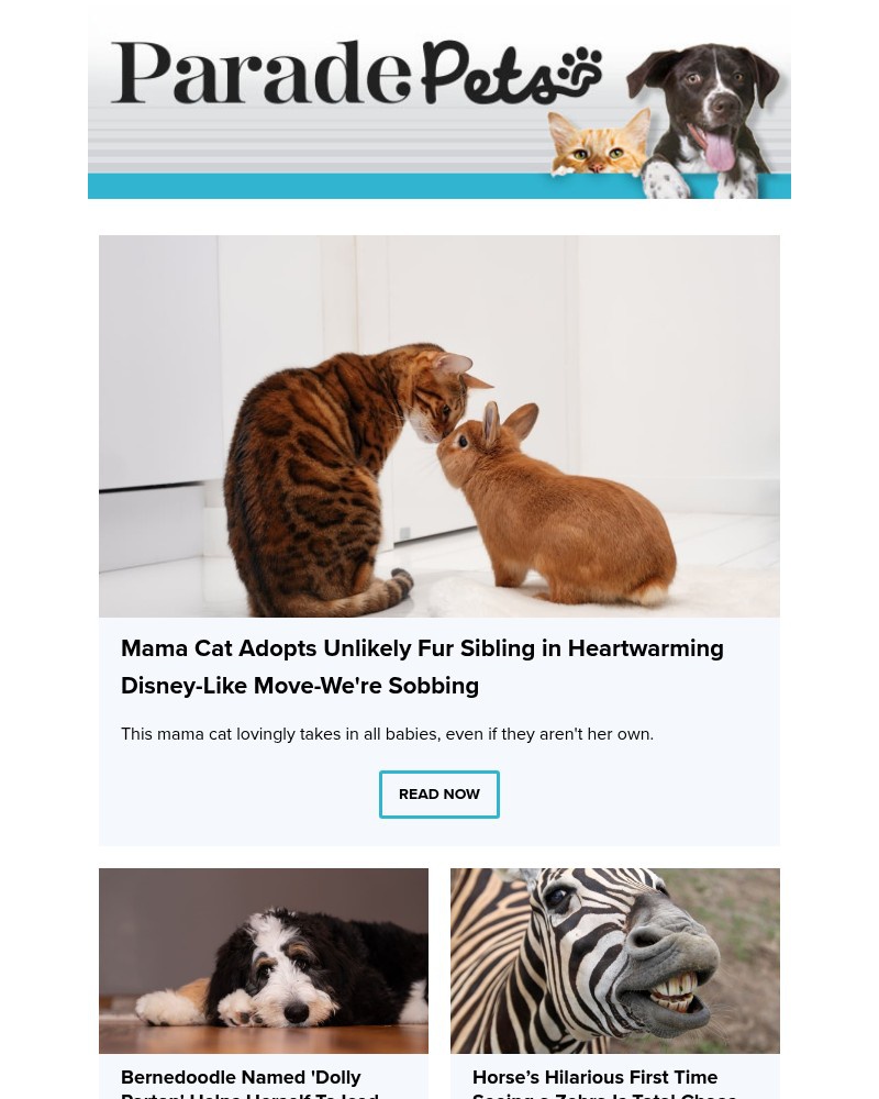 Screenshot of email with subject /media/emails/mama-cat-adopts-unlikely-fur-sibling-in-heartwarming-disney-like-move-were-sobbin_CcZZNfb.jpg