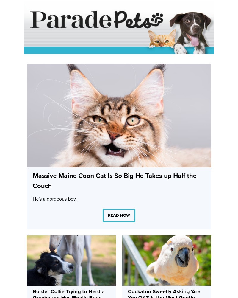 Screenshot of email with subject /media/emails/massive-maine-coon-cat-is-so-big-he-takes-up-half-the-couch-973ea6-cropped-9c22c63a.jpg