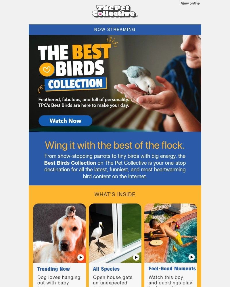 Screenshot of email with subject /media/emails/meet-the-most-entertaining-birds-on-the-internet-78285e-cropped-fa4ddb45.jpg