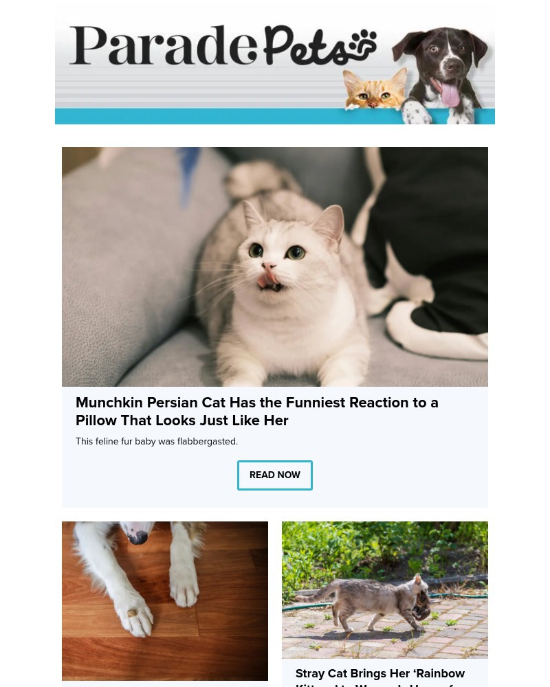 Screenshot of email with subject /media/emails/munchkin-persian-cat-has-the-funniest-reaction-to-a-pillow-that-looks-just-like-h_d4M8u2j.jpg
