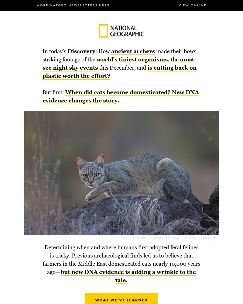 Screenshot of email with subject /media/emails/new-dna-evidence-changes-cat-history-startling-insights-into-ancient-archery-a-on_keZAw7T.jpg