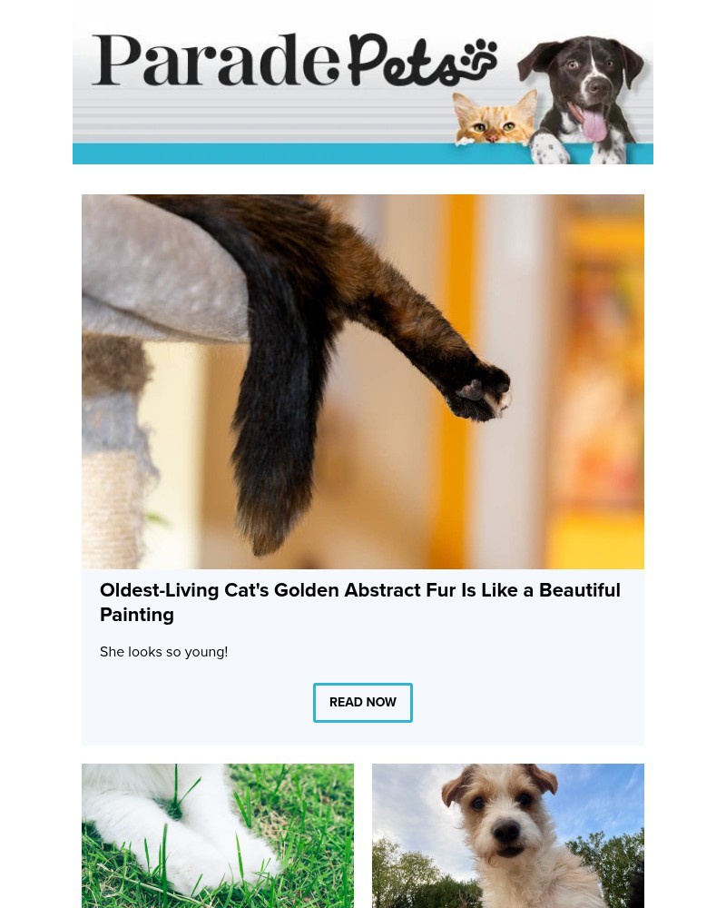 Screenshot of email with subject /media/emails/oldest-living-cats-golden-abstract-fur-is-like-a-beautiful-painting-745538-croppe_H0IGhZ9.jpg