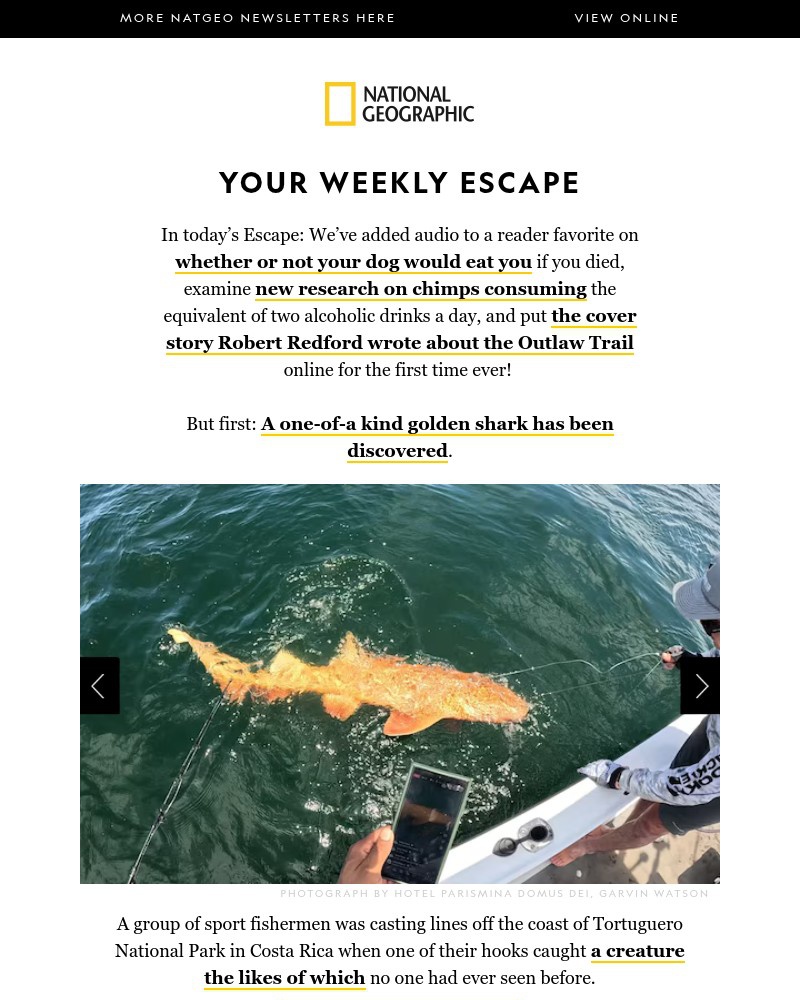 Screenshot of email with subject /media/emails/one-of-a-kind-golden-shark-discovered-chimps-consuming-alcohol-robert-redfords-or_KsupO8J.jpg