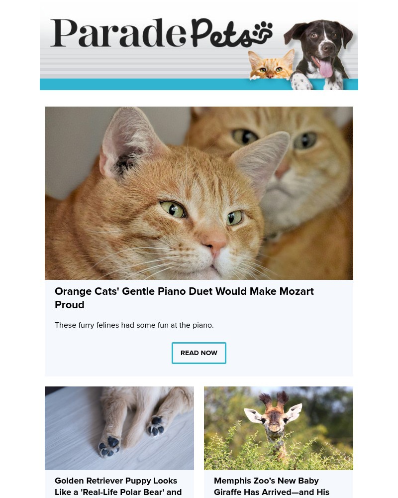 Screenshot of email with subject /media/emails/orange-cats-gentle-piano-duet-would-make-mozart-proud-b3bb06-cropped-d55a6756.jpg