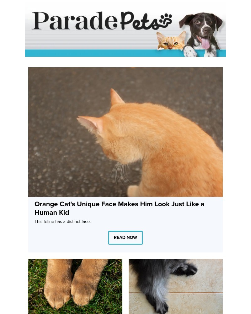Screenshot of email with subject /media/emails/orange-cats-unique-face-makes-him-look-just-like-a-human-kid-a650c5-cropped-11c34eb0.jpg