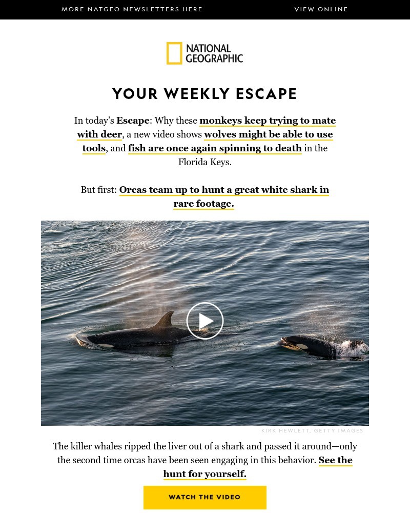 Screenshot of email with subject /media/emails/orcas-deadly-hunt-on-camera-monkeys-trying-to-mate-with-deer-new-proof-wolves-are_ZPHXwJD.jpg