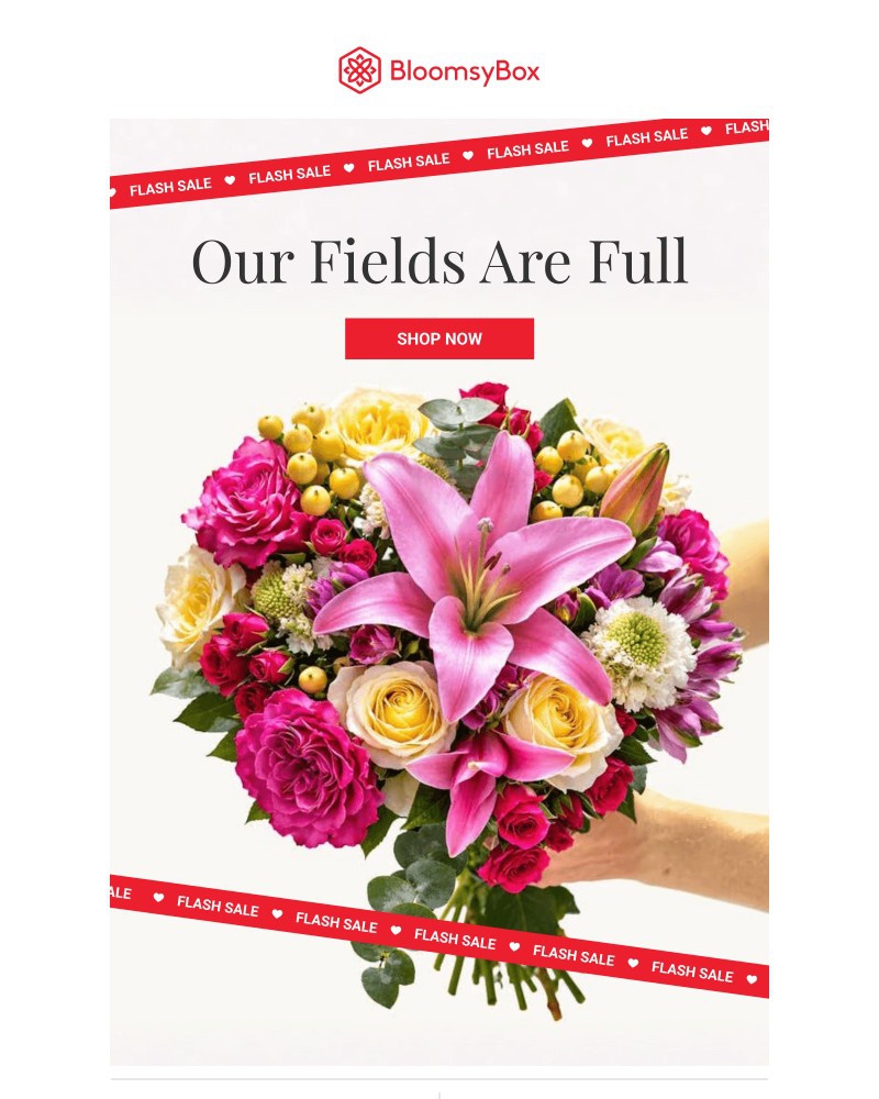 Screenshot of email with subject /media/emails/our-fields-are-full-flash-sale-is-live-b12d16-cropped-b13a2483.jpg