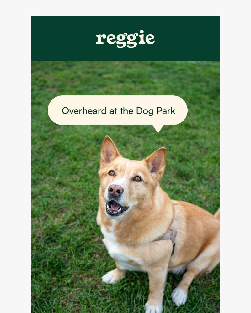 Screenshot of email with subject /media/emails/overheard-at-the-dog-park-8617e2-cropped-3a3b65a4.jpg