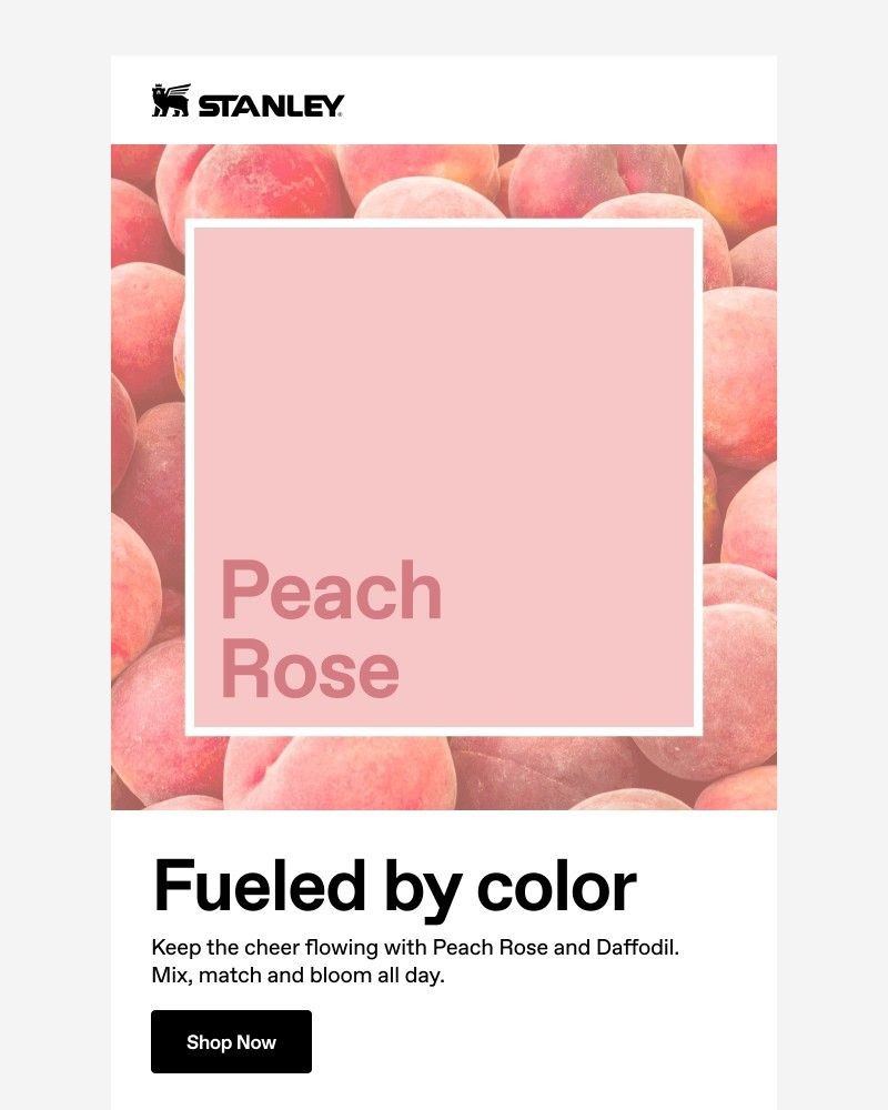 Screenshot of email with subject /media/emails/peach-rose-meets-daffodil-1dcca3-cropped-2a89029e.jpg