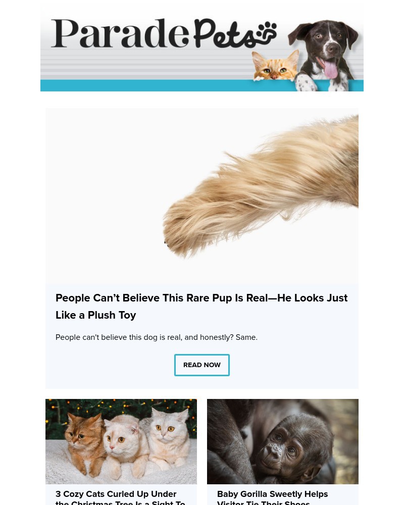 Screenshot of email with subject /media/emails/people-cant-believe-this-rare-pup-is-realhe-looks-just-like-a-plush-toy-b7b0a9-cr_T0oFDo8.jpg