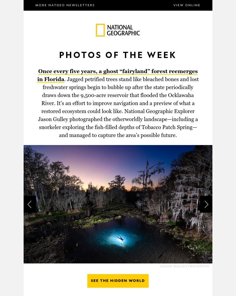 Screenshot of email with subject /media/emails/photos-of-the-week-a-ghost-fairyland-forest-reemerges-in-florida-d4079b-cropped-1c56be9c.jpg