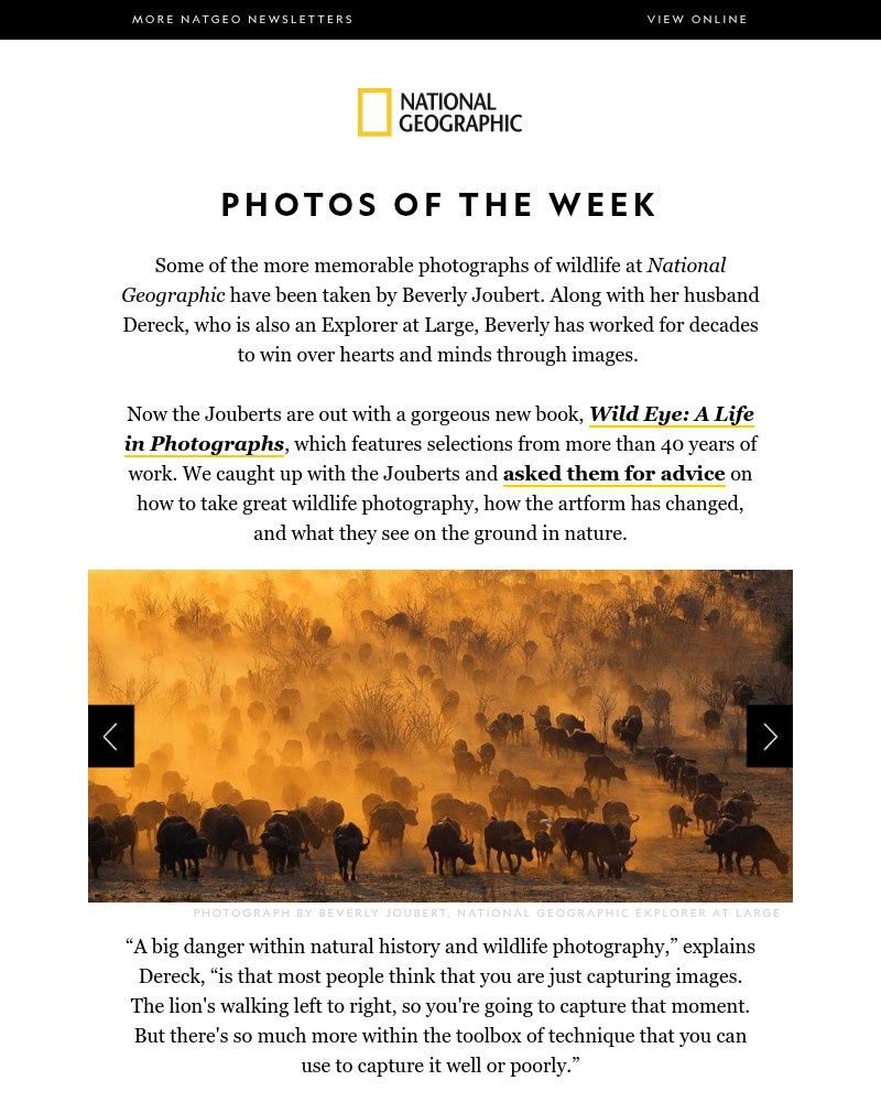 Screenshot of email with subject /media/emails/photos-of-the-week-how-to-take-stunning-wildlife-photographs-846ddf-cropped-88a04719.jpg