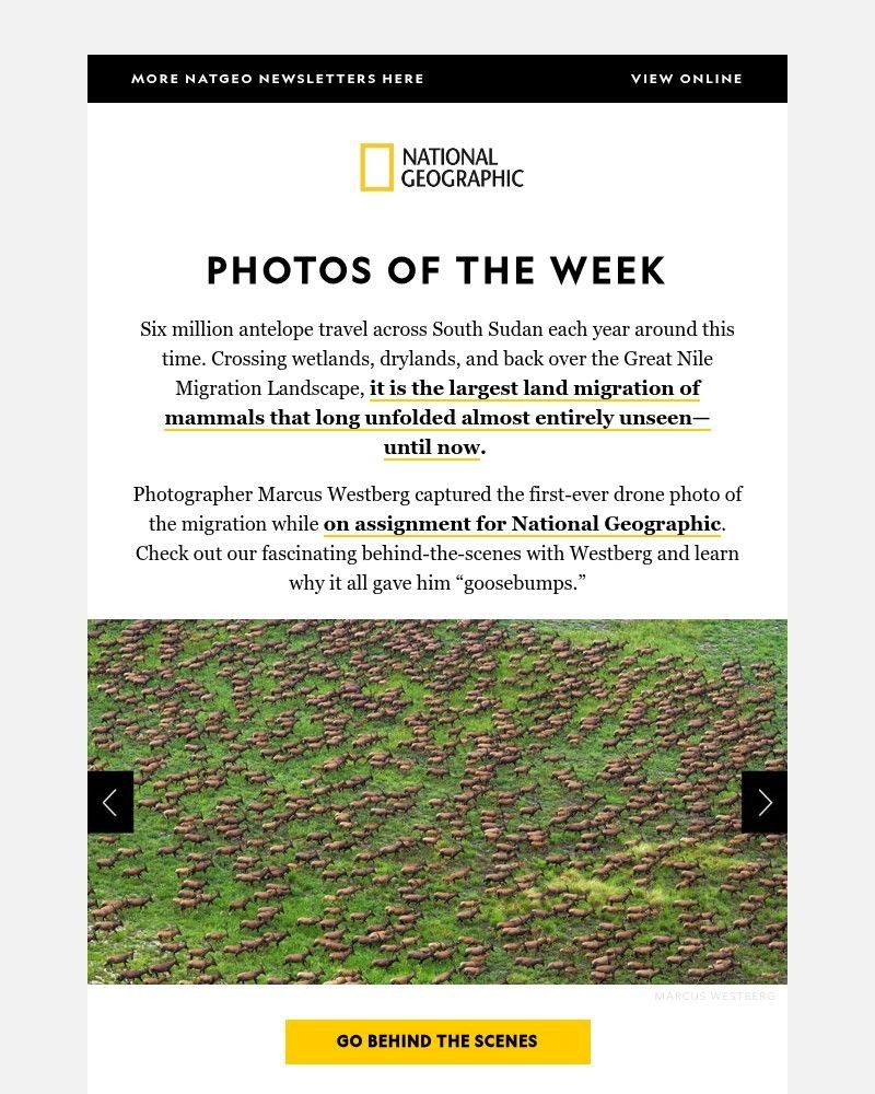 Screenshot of email with subject /media/emails/photos-of-the-week-one-of-earths-greatest-wildlife-spectacles-85ec65-cropped-42c1c245.jpg