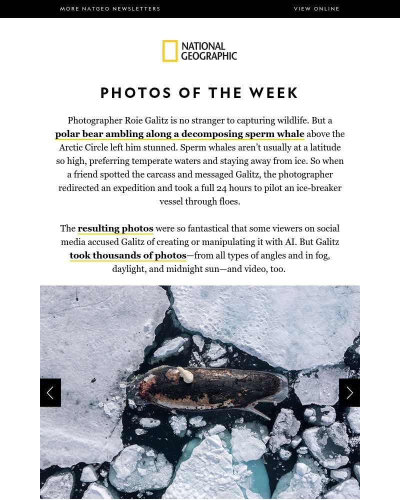 Screenshot of email with subject /media/emails/photos-of-the-week-rare-images-of-polar-bear-scavenging-on-a-sperm-whale-c2ead7-c_8xHN9sI.jpg