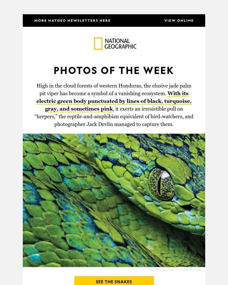 Screenshot of email with subject /media/emails/photos-of-the-week-searching-for-one-of-the-worlds-most-beautiful-snakes-127afc-c_IjNarrM.jpg