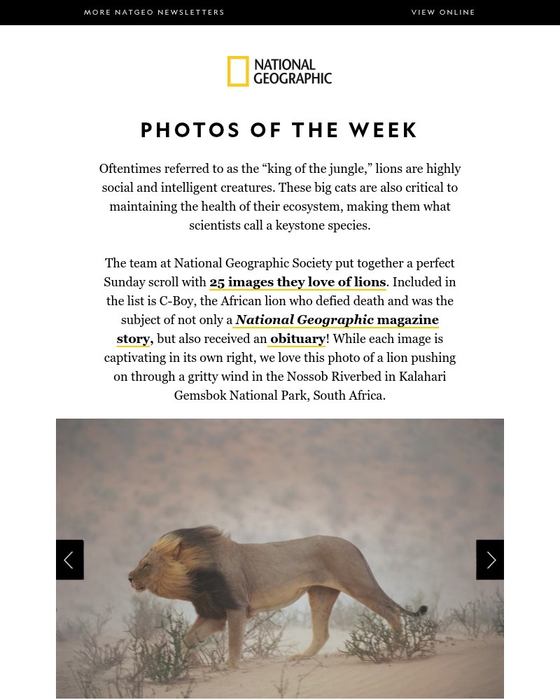 Screenshot of email with subject /media/emails/photos-of-the-week-snapshots-of-majestic-lions-409a5f-cropped-f053c595.jpg