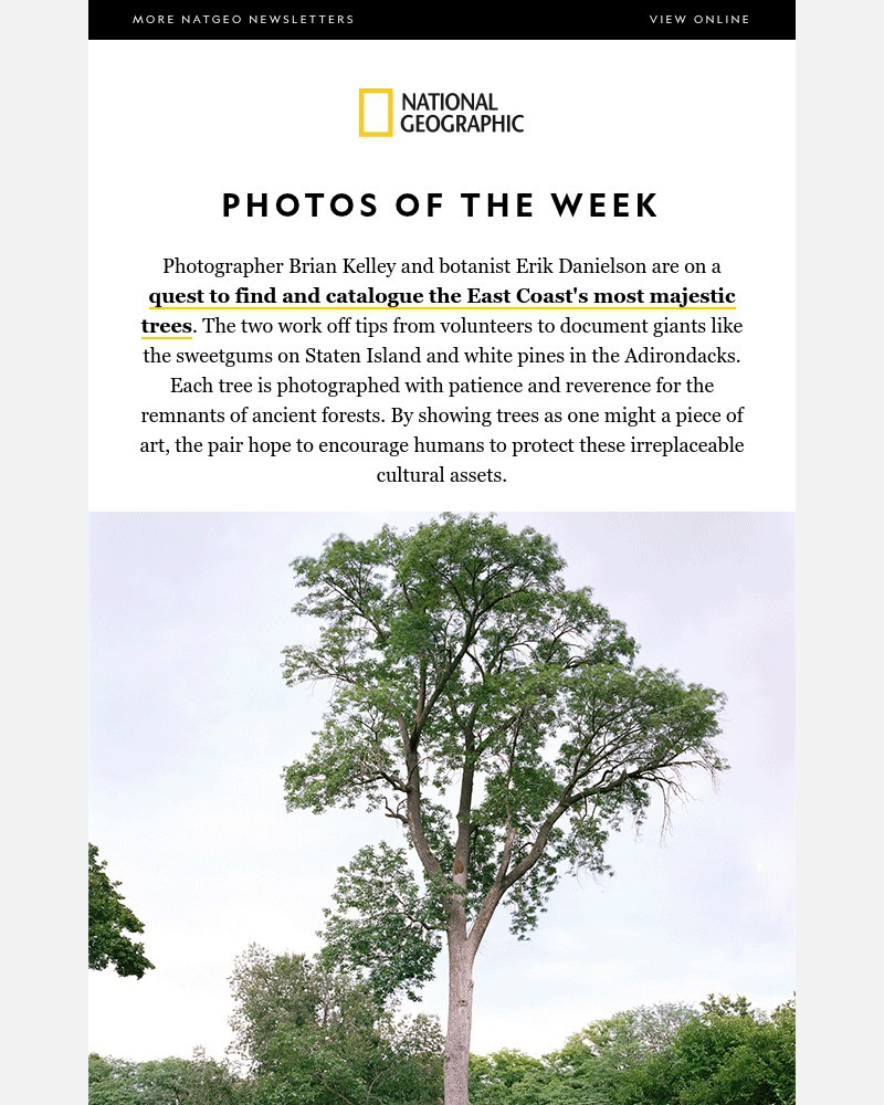 Screenshot of email with subject /media/emails/photos-of-the-week-the-most-majestic-trees-99fdfc-cropped-93c0b35d.jpg