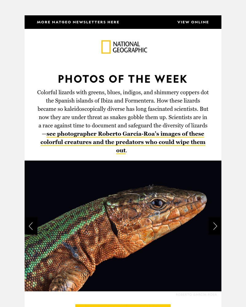 Screenshot of email with subject /media/emails/photos-of-the-week-the-race-to-save-the-rainbow-lizards-c22c92-cropped-82d1b83c.jpg