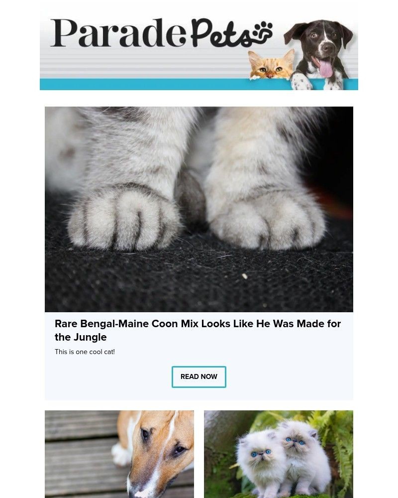 Screenshot of email with subject /media/emails/rare-bengal-maine-coon-mix-looks-like-he-was-made-for-the-jungle-785598-cropped-5c6898a7.jpg