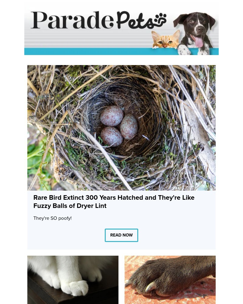 Screenshot of email with subject /media/emails/rare-bird-extinct-300-years-hatched-and-theyre-like-fuzzy-balls-of-dryer-lint-1cb_arldfQZ.jpg