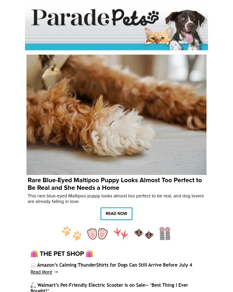 Screenshot of email with subject /media/emails/rare-blue-eyed-maltipoo-puppy-looks-almost-too-perfect-to-be-real-and-she-needs-a_ntNcTGl.jpg