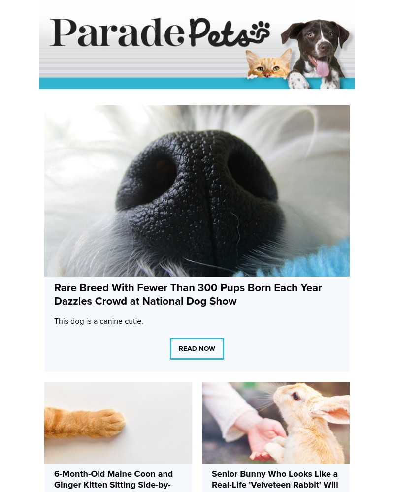Screenshot of email with subject /media/emails/rare-breed-with-fewer-than-300-pups-born-each-year-dazzles-crowd-at-national-dog-_h9VdFBo.jpg