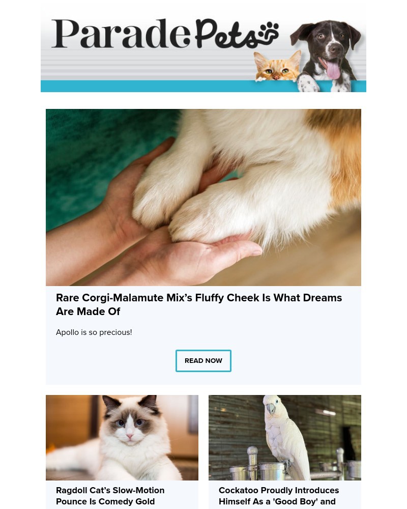 Screenshot of email with subject /media/emails/rare-corgi-malamute-mixs-fluffy-cheek-is-what-dreams-are-made-of-bcca9c-cropped-9ff04be0.jpg