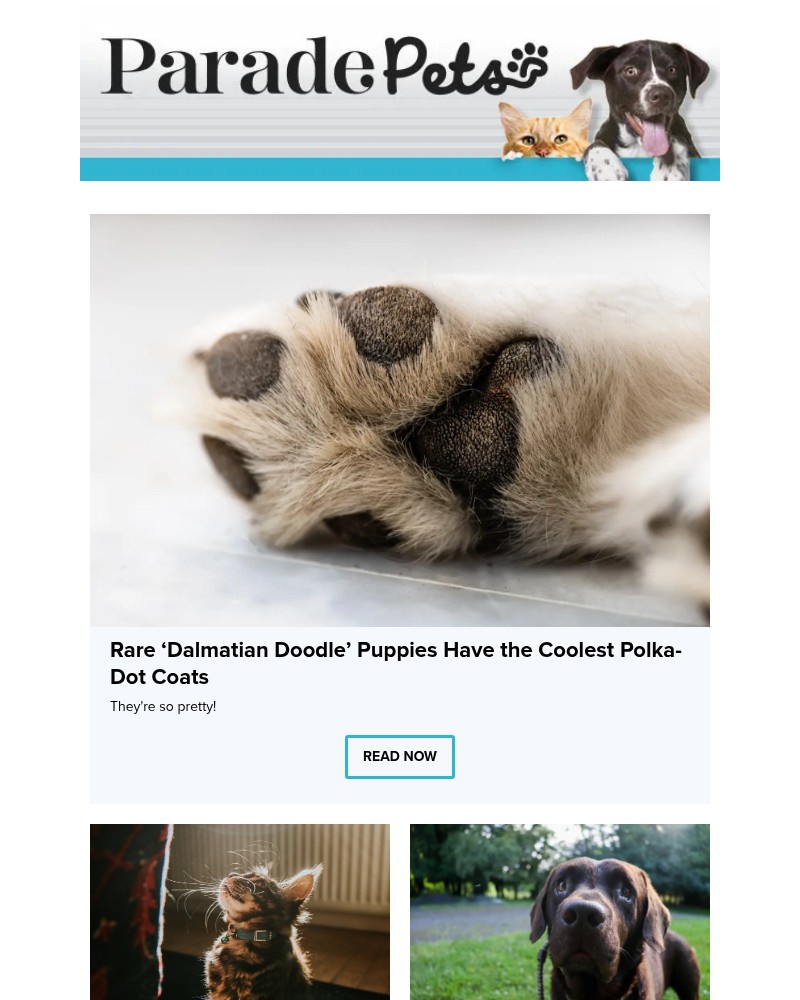 Screenshot of email with subject /media/emails/rare-dalmatian-doodle-puppies-have-the-coolest-polka-dot-coats-983a15-cropped-56ba6672.jpg