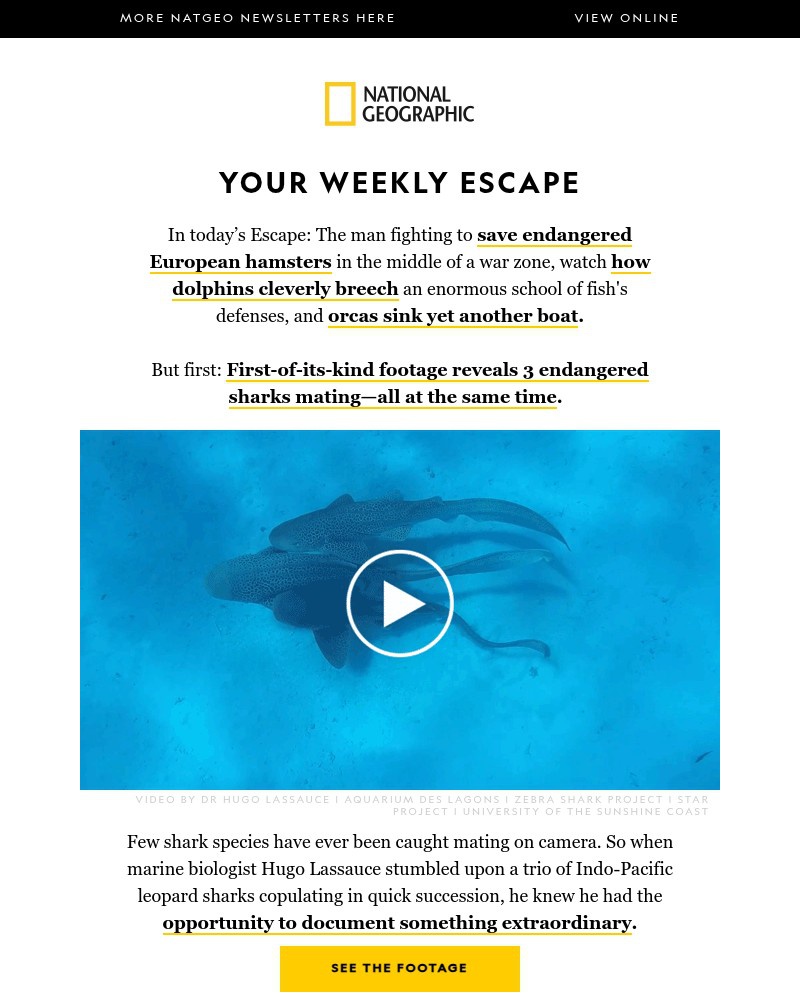 Screenshot of email with subject /media/emails/rare-footage-of-3-endangered-sharks-mating-orcas-sink-another-boat-the-worlds-gre_P6c53CT.jpg