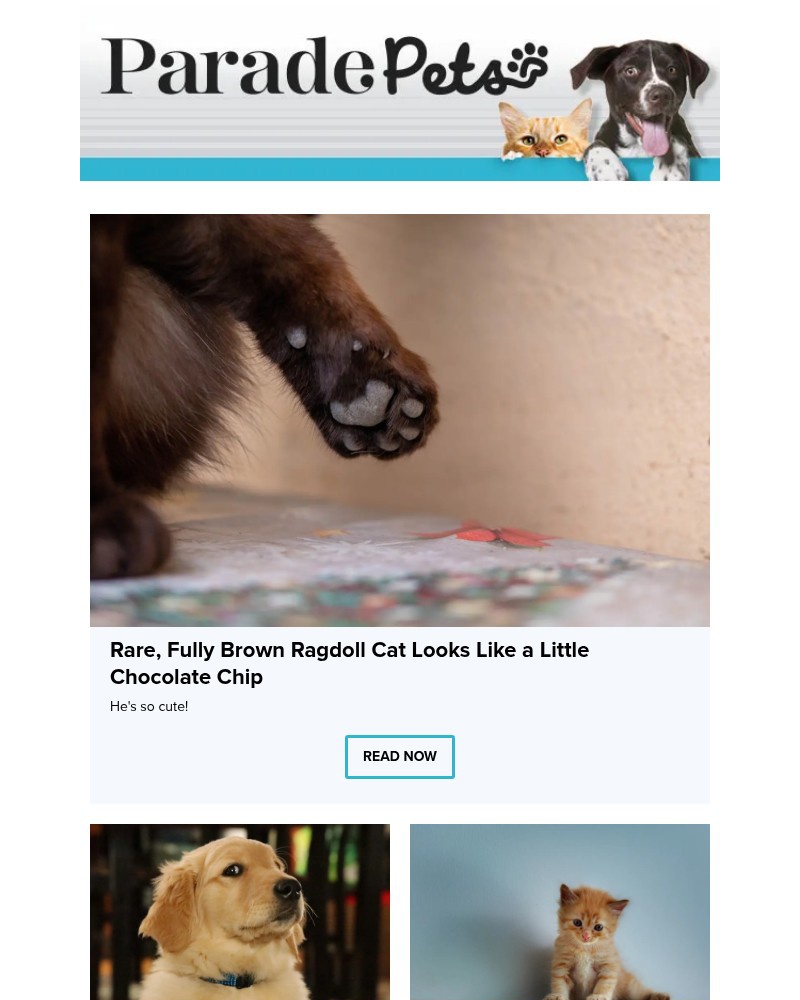 Screenshot of email with subject /media/emails/rare-fully-brown-ragdoll-cat-looks-like-a-little-chocolate-chip-375a9f-cropped-a497504e.jpg