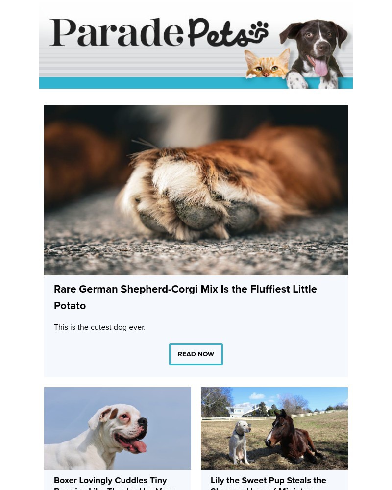 Screenshot of email with subject /media/emails/rare-german-shepherd-corgi-mix-is-the-fluffiest-little-potato-30e3e0-cropped-9c363611.jpg