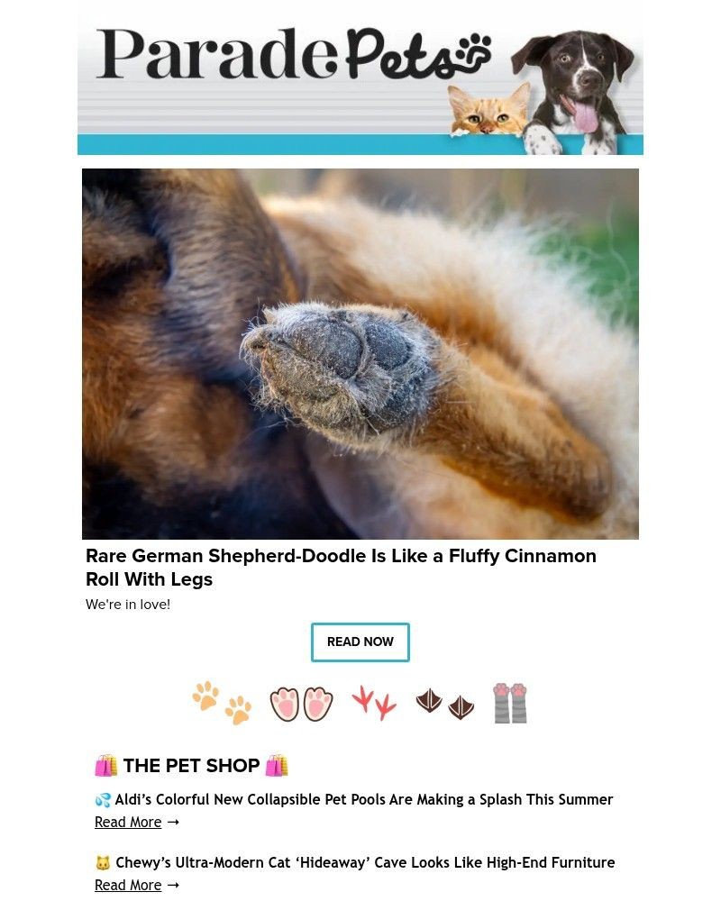 Screenshot of email with subject /media/emails/rare-german-shepherd-doodle-is-like-a-fluffy-cinnamon-roll-with-legs-b23e9b-cropp_MVXBkI2.jpg
