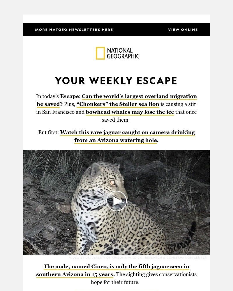 Screenshot of email with subject /media/emails/rare-jaguar-caught-on-camera-in-arizona-the-worlds-largest-overland-migration-a-m_okMBKcq.jpg