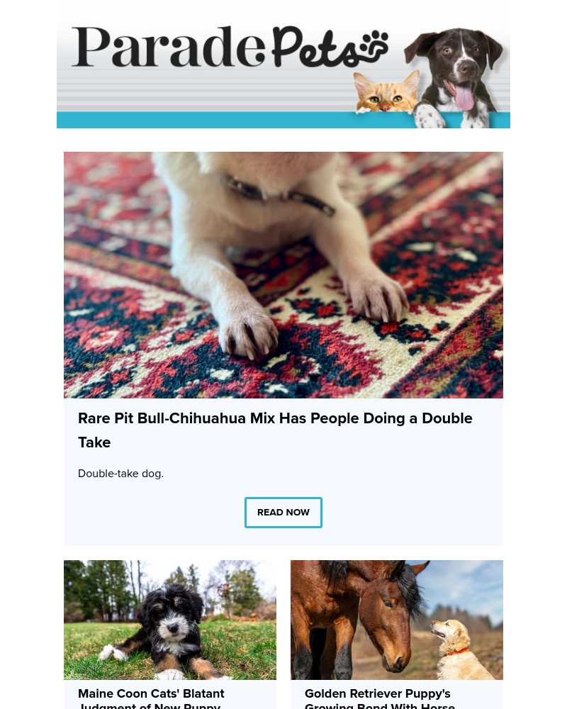 Screenshot of email with subject /media/emails/rare-pit-bull-chihuahua-mix-has-people-doing-a-double-take-254b75-cropped-a0f63e59.jpg