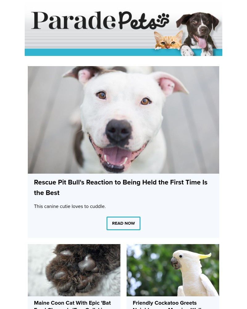 Screenshot of email with subject /media/emails/rescue-pit-bulls-reaction-to-being-held-the-first-time-is-the-best-13d197-cropped_5TBsPNH.jpg