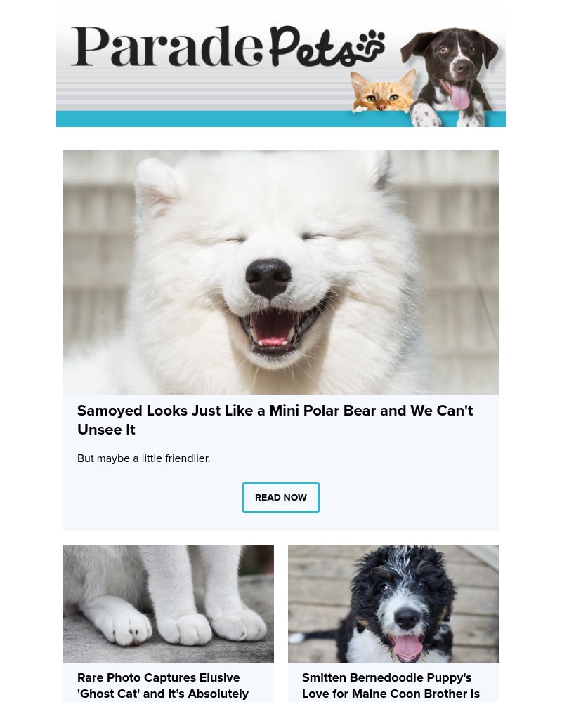 Screenshot of email with subject /media/emails/samoyed-looks-just-like-a-mini-polar-bear-and-we-cant-unsee-it-26c895-cropped-ca939125.jpg