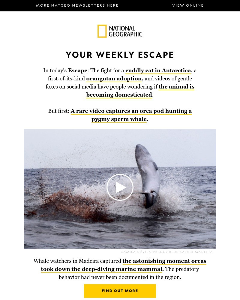 Screenshot of email with subject /media/emails/see-a-rare-video-of-orcas-on-the-hunt-are-foxes-becoming-domesticated-the-fight-f_zSGNwQ2.jpg