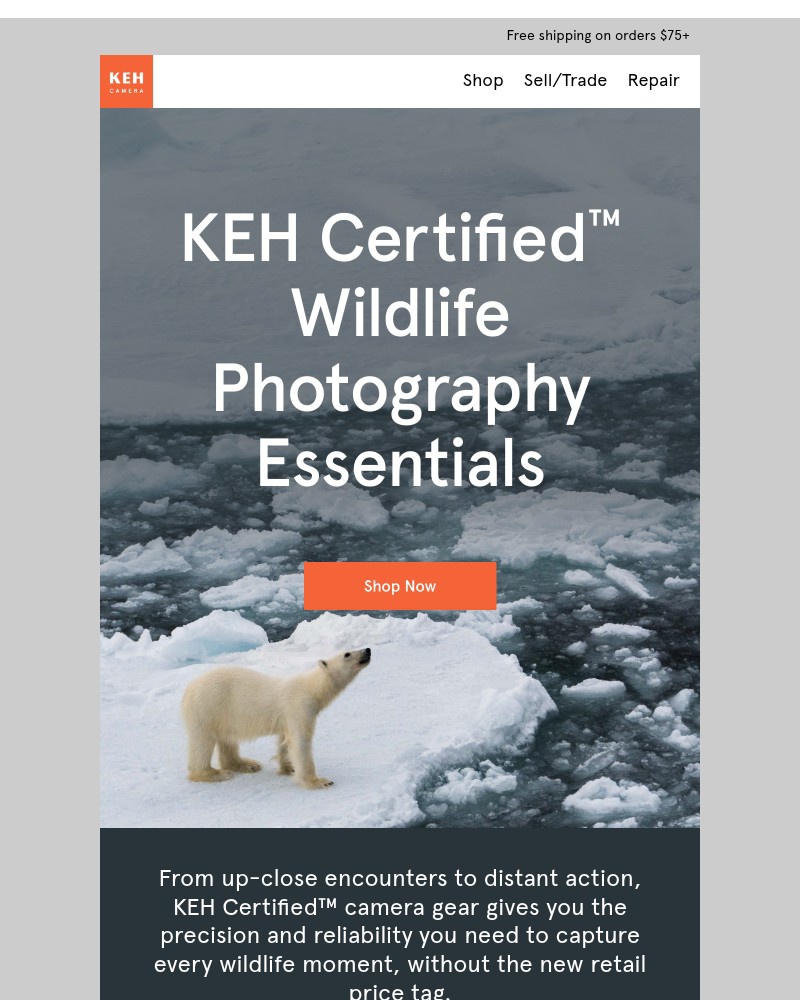 Screenshot of email with subject /media/emails/shop-wildlife-photography-essentials-f3917f-cropped-fc4bf868.jpg