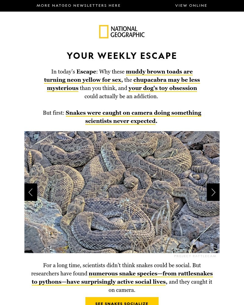Screenshot of email sent to a National Geographic Newsletter subscriber