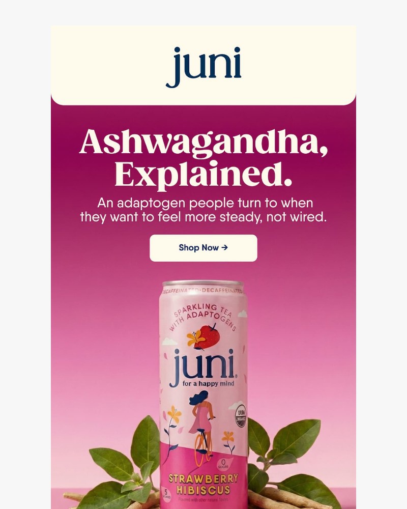 Screenshot of email sent to a Juni Newsletter subscriber