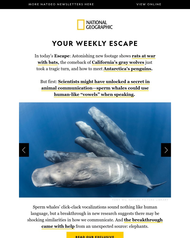 Screenshot of email with subject /media/emails/stunning-footage-of-rat-war-with-bats-whales-with-human-like-vowels-where-to-see-_8k2d18J.jpg