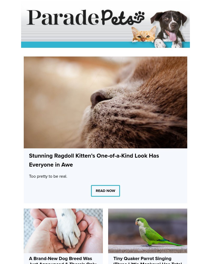 Screenshot of email with subject /media/emails/stunning-ragdoll-kittens-one-of-a-kind-look-has-everyone-in-awe-7d0749-cropped-45be1145.jpg