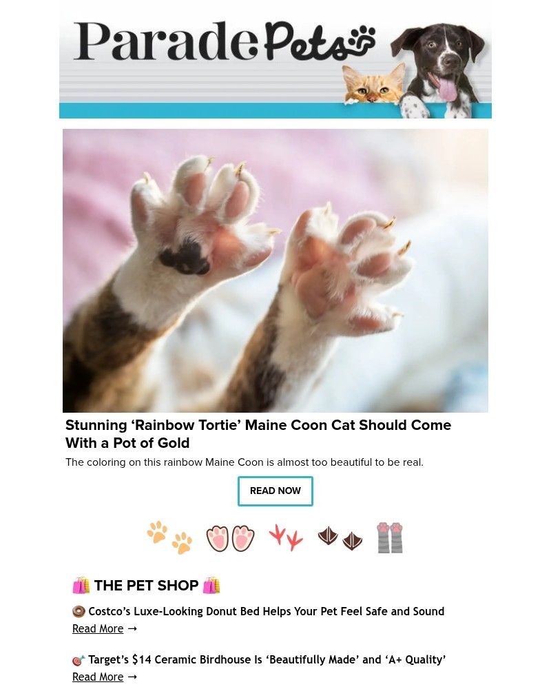 Screenshot of email with subject /media/emails/stunning-rainbow-tortie-maine-coon-cat-should-come-with-a-pot-of-gold-9c50f9-crop_m693Z6o.jpg