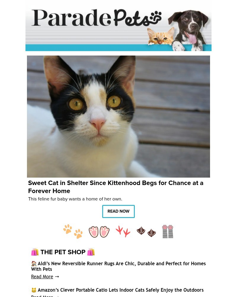 Screenshot of email with subject /media/emails/sweet-cat-in-shelter-since-kittenhood-begs-for-chance-at-a-forever-home-d73072-cr_zZX9YIU.jpg