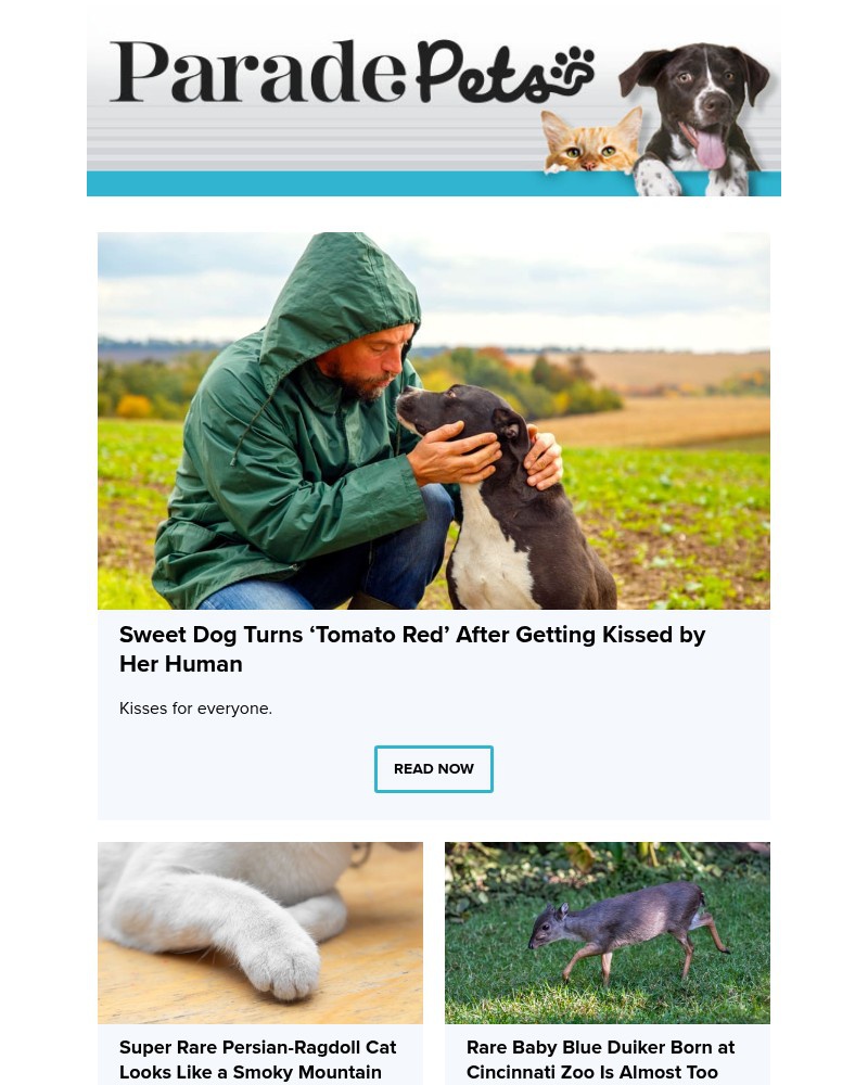 Screenshot of email with subject /media/emails/sweet-dog-turns-tomato-red-after-getting-kissed-by-her-human-b36d34-cropped-bee1e298.jpg