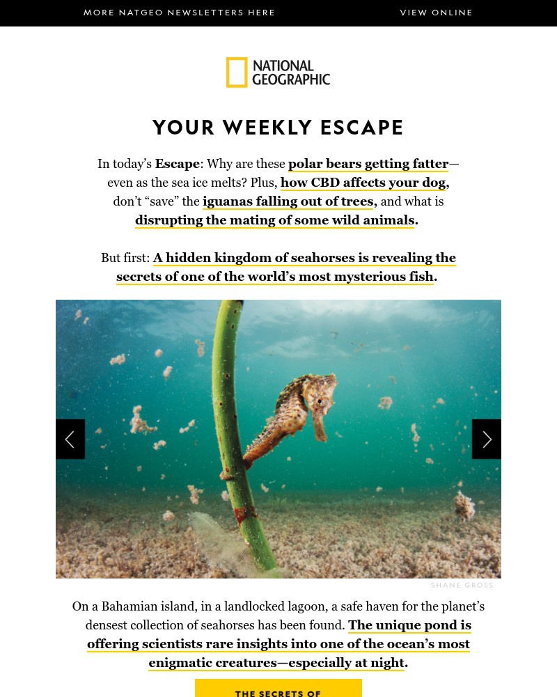 Screenshot of email with subject /media/emails/the-hidden-kingdom-of-seahorses-why-polar-bears-are-getting-fatter-is-cbd-good-fo_IJm1U7R.jpg