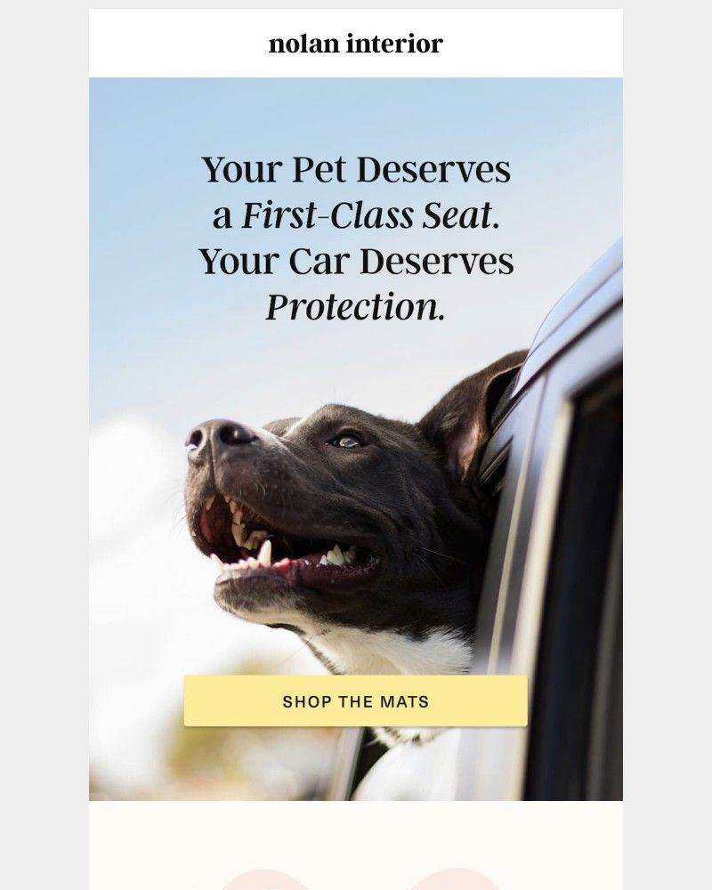 Screenshot of email with subject /media/emails/the-one-thing-every-pet-road-trip-needs-a9582a-cropped-08baa039.jpg